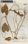 Dictyanthus yucatanensis image
