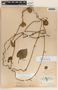 Dictyanthus yucatanensis image