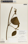 Fischeria brachycalyx image