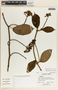 Fischeria brachycalyx image