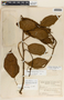 Fischeria brachycalyx image