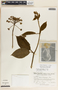Fischeria brachycalyx image