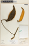 Fischeria brachycalyx image