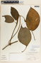 Fischeria brachycalyx image
