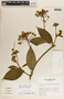 Fischeria brachycalyx image