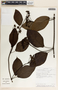 Fischeria panamensis image