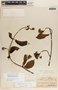 Fischeria panamensis image