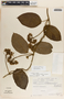 Fischeria scandens image