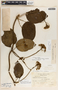 Fischeria scandens image