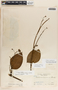 Fischeria scandens image