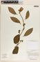 Fischeria scandens image