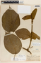 Fischeria scandens image