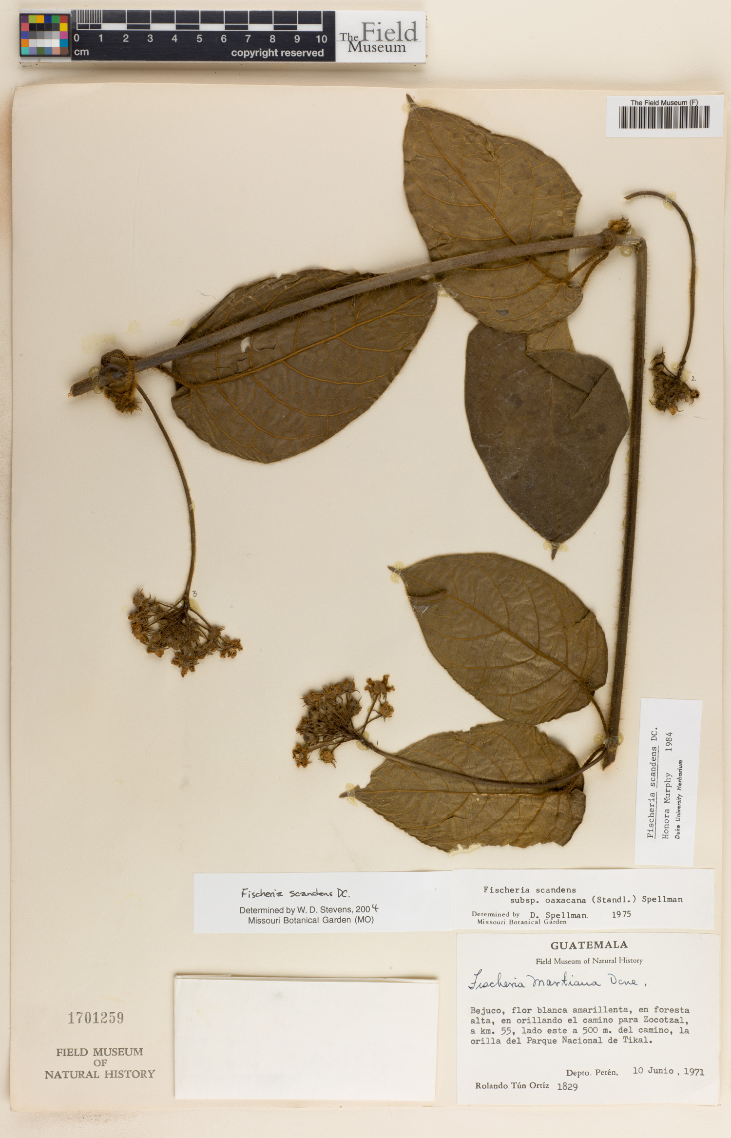 Fischeria scandens image