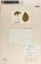 Fischeria scandens image