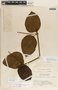 Fischeria scandens image