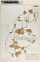 Funastrum bilobum image