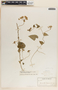 Funastrum bilobum image