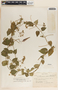 Funastrum bilobum image