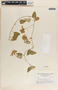 Funastrum bilobum image