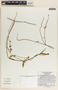 Funastrum bilobum image