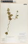 Funastrum bilobum image