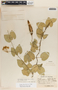 Funastrum bilobum image