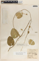 Funastrum bilobum image