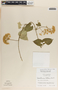 Funastrum bilobum image