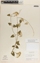 Funastrum bilobum image