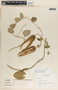 Funastrum bilobum image
