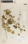 Funastrum bilobum image