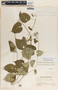 Funastrum bilobum image