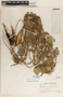 Funastrum bilobum image