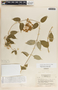 Funastrum bilobum image