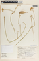 Funastrum clausum image