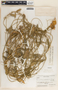 Funastrum clausum image