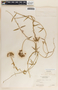 Funastrum clausum image