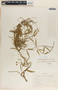 Funastrum clausum image