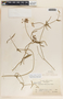 Funastrum clausum image