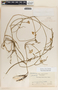 Funastrum clausum image