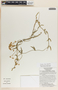 Funastrum clausum image