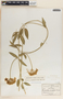Funastrum clausum image