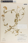 Funastrum clausum image