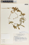 Funastrum clausum image
