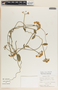 Funastrum clausum image