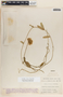 Funastrum clausum image