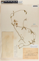 Funastrum clausum image