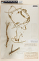 Funastrum clausum image