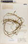 Funastrum clausum image