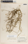 Funastrum clausum image
